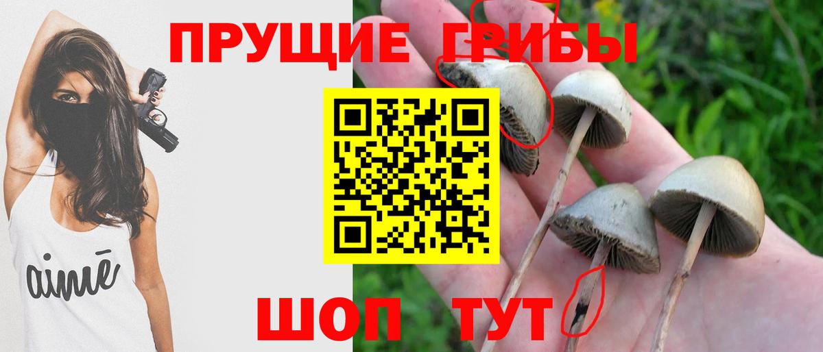 Псилоцибиновые грибы Psilocybe  Галлюциногенные грибы Psilocybine cubensis  Свободный  Вход с VPN 